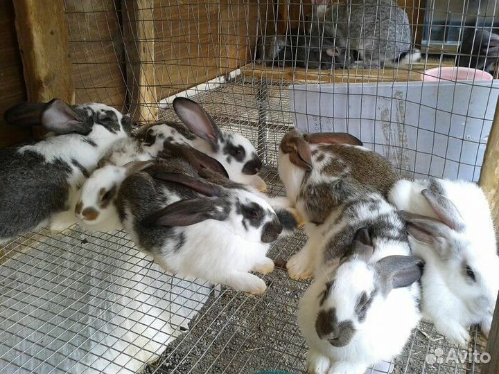 Кролики и клетки для откорма