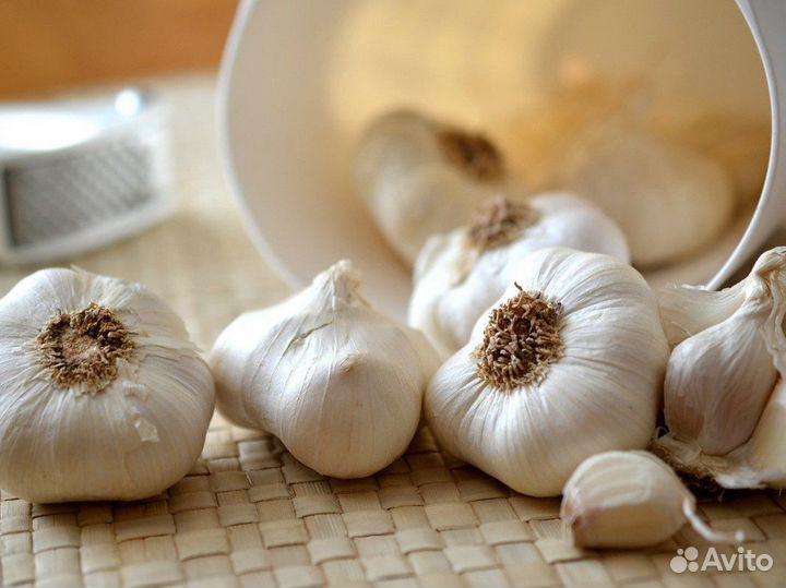 Чеснок сотовой