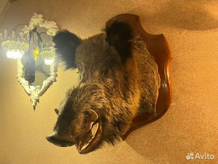 Голова кабана чучело
