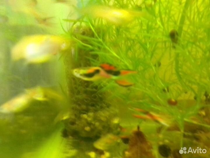 Аквариумные рыбки гуппи эндлера