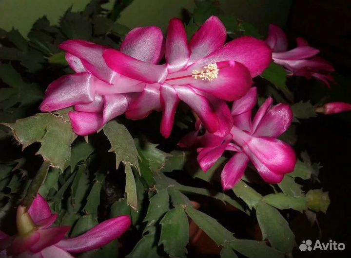 Декабрист (цветок)