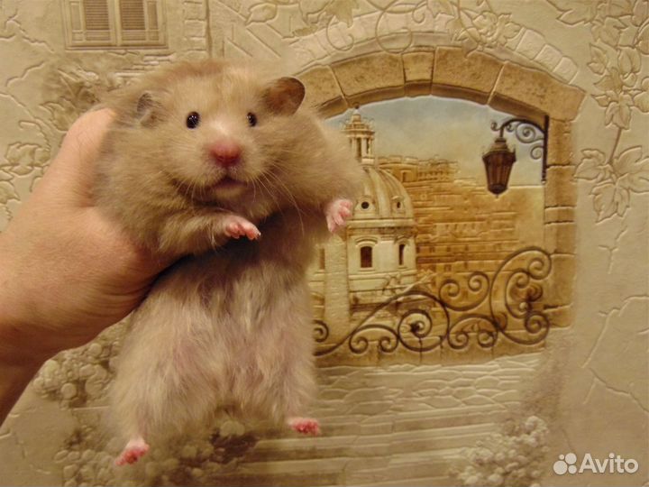 Сирийские. ангорские хомяки - питомник, клетки