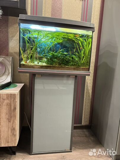 Готовый аквариум тетра