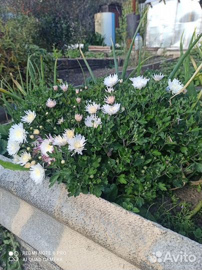 Хризантемы