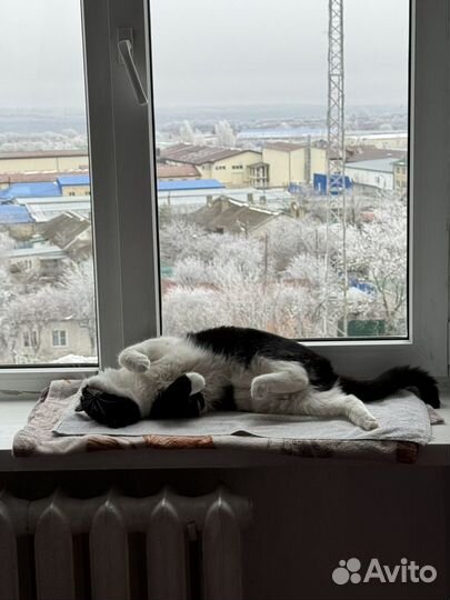 Котик в дар