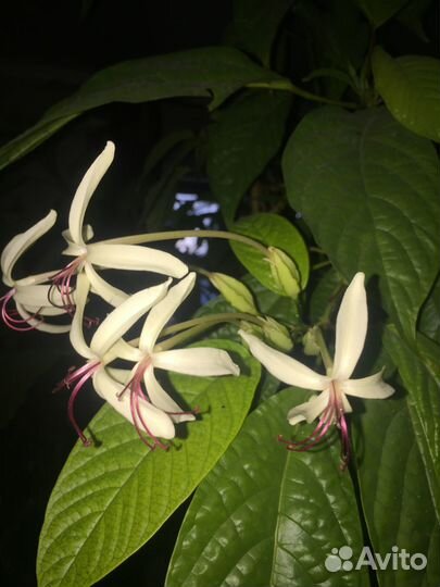 Клеродендрумы