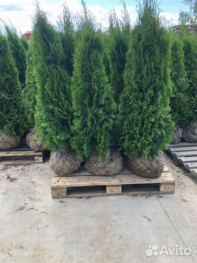 Туя Смарагд 1,3м
