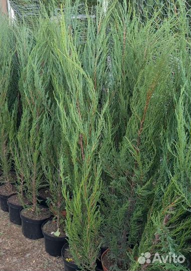 Продажа растений, декоративные и хвойные