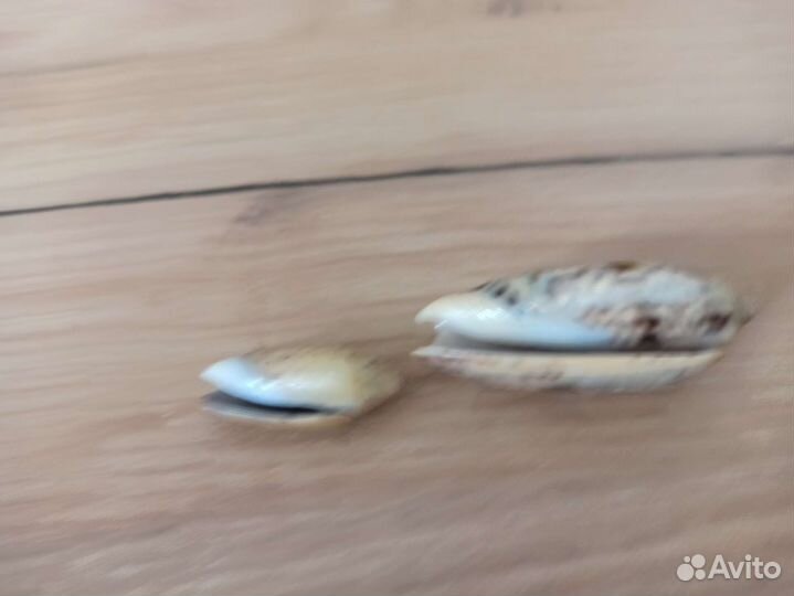 Морская раковина