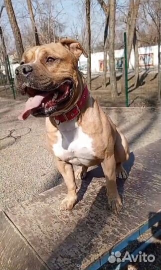 Щенки стаффорда