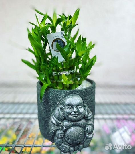 Бамбук Драцена Сандера Лаки в кашпо