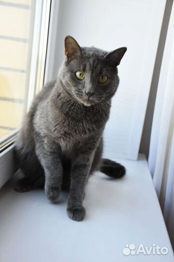 Котик в добрые руки