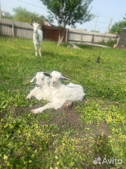 Коза дойная с двумя козочками