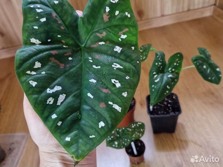 Каладиумы в ассортименте