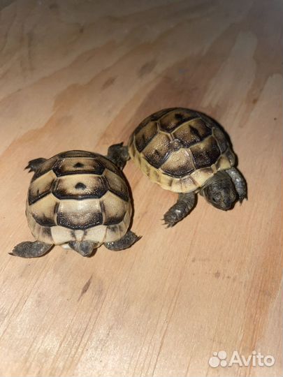 Черепаха