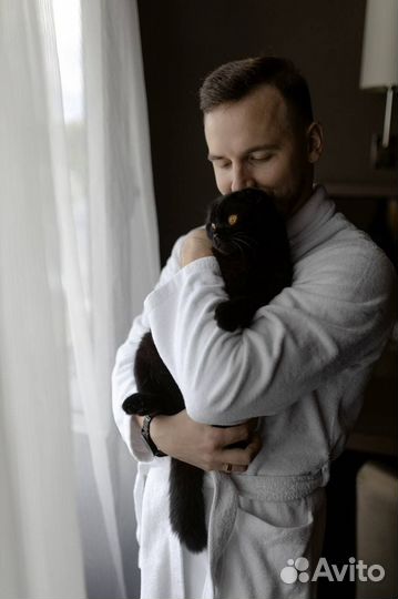 Передержка для кошек