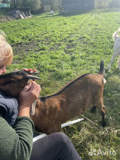 Коза нубийская
