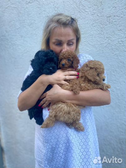 Щенки мальтипу