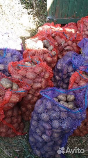 Продам картофель