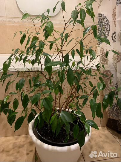 Фикус бенджамина большой