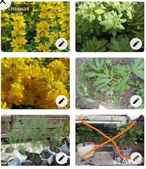 Вербенник, золотой шар, спаржа