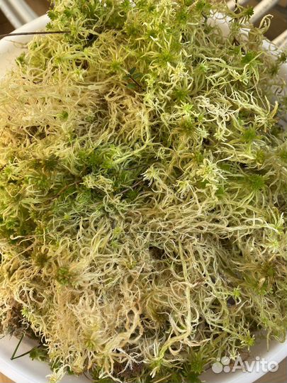 Мох сфагнум
