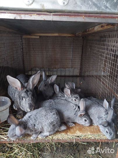 Кролики мясных пород, мясо кролика