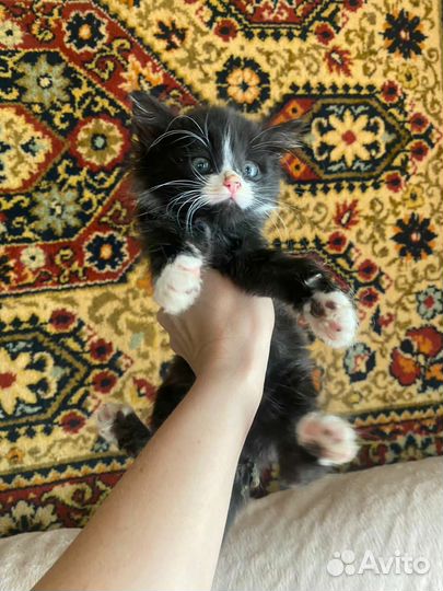 Котёнок мальчик Маркиз в добрые руки