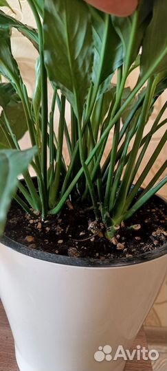 Спатифиллум. Женское счастье