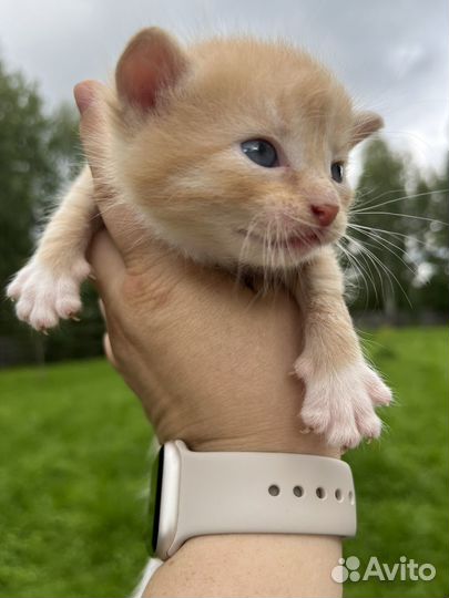 Котята солнышки в добрые руки