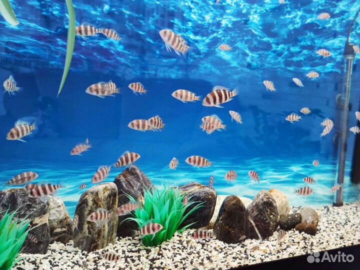 Аквариумные рыбки. Фронтозы