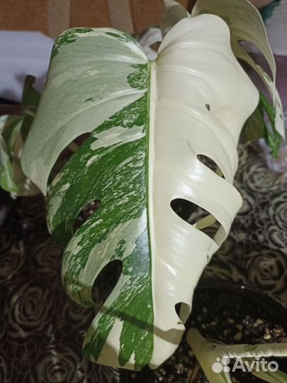 Монстера альба