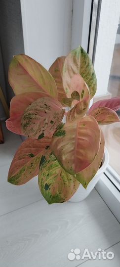 Аглаонема пинк эмеральд