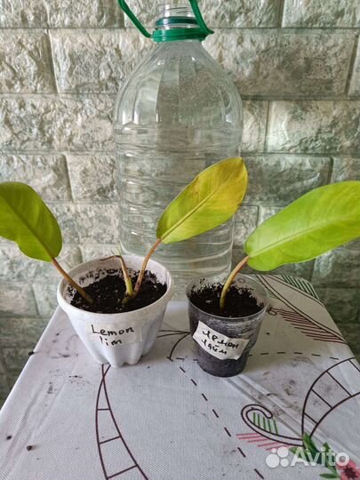 Филодендрон. Аглаонема