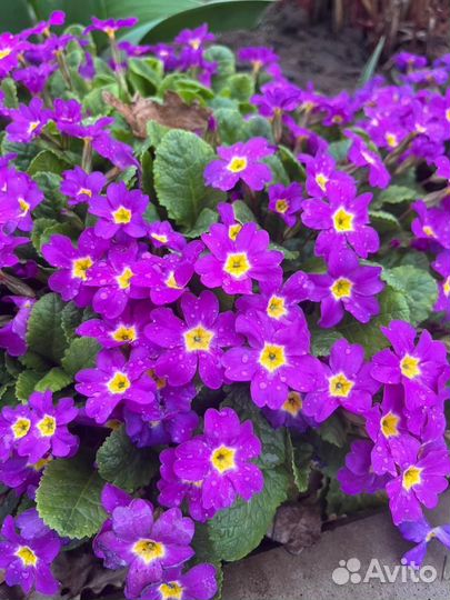 Примула, хоста, чистец