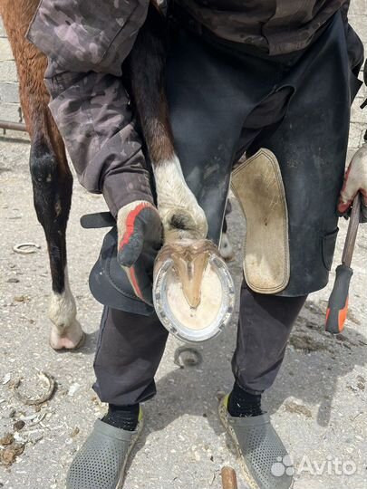 Ковка чистка копыт