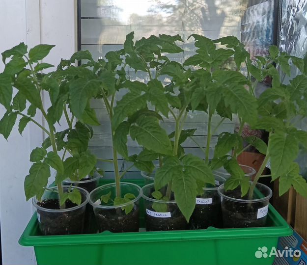 Рассада помидор и перца