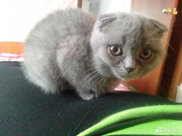 Шотландская вислоухая кошка бесплатно