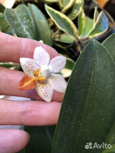 Орхидея Фаленопсис