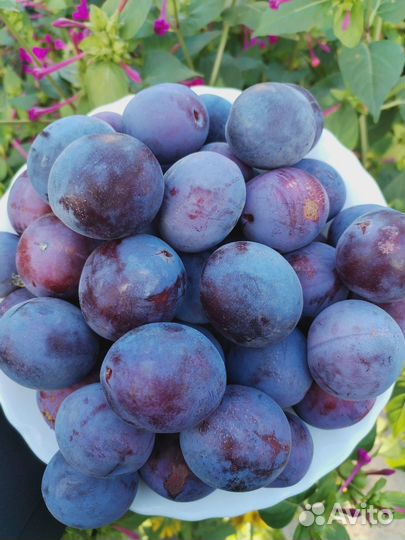 Продаётся Чернослив