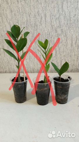 Замиокулькас