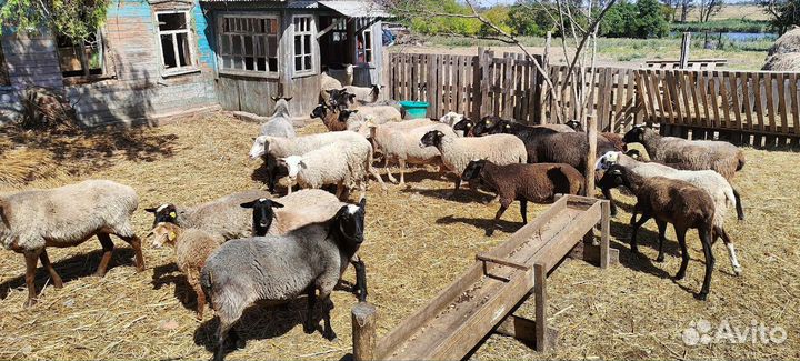 Бараны овцы стадом