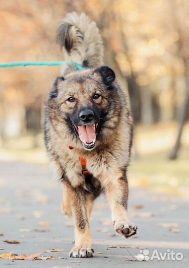 Собака бесплатно в добрые руки