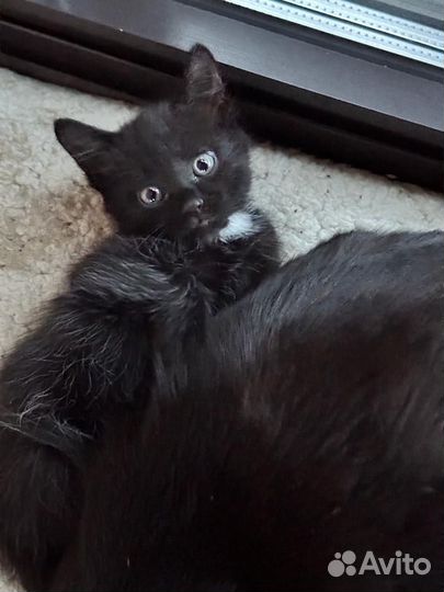 Отдам котят в добрые и надёжные руки