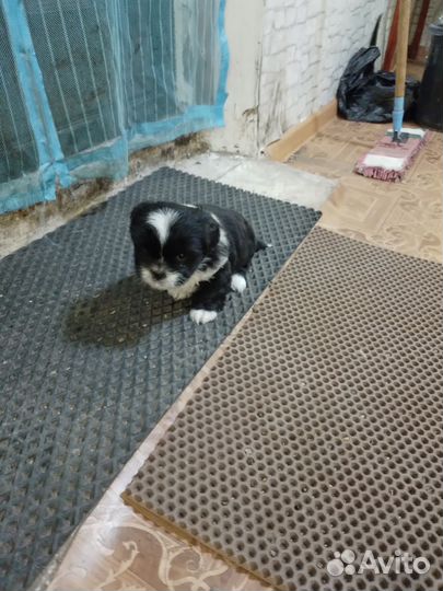 Щенки пекинеса