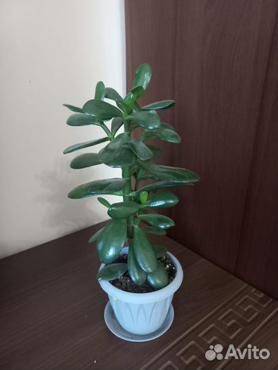 Крассула толстянка денежное дерево