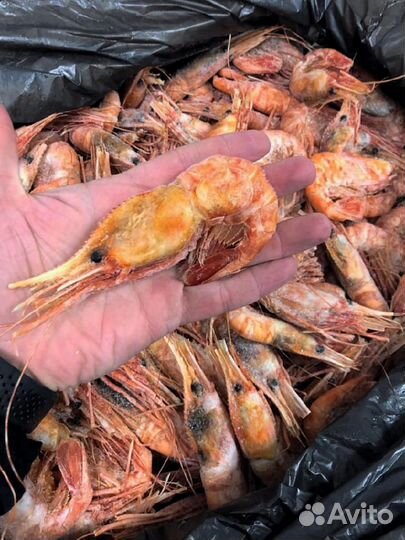 Креветка Ботан