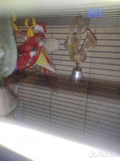 Попугай розелла