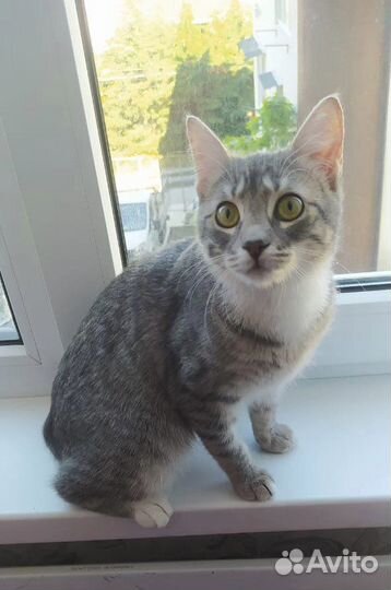 Кошка, девочка