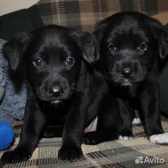 Собака в добрые руки отдам бесплатно щенки